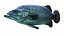 Deutschland Fische Rigged Animated
