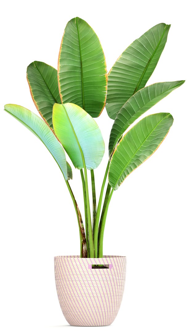 Plant Ravenala Madagascariensis 3D Model - TurboSquid 1245538