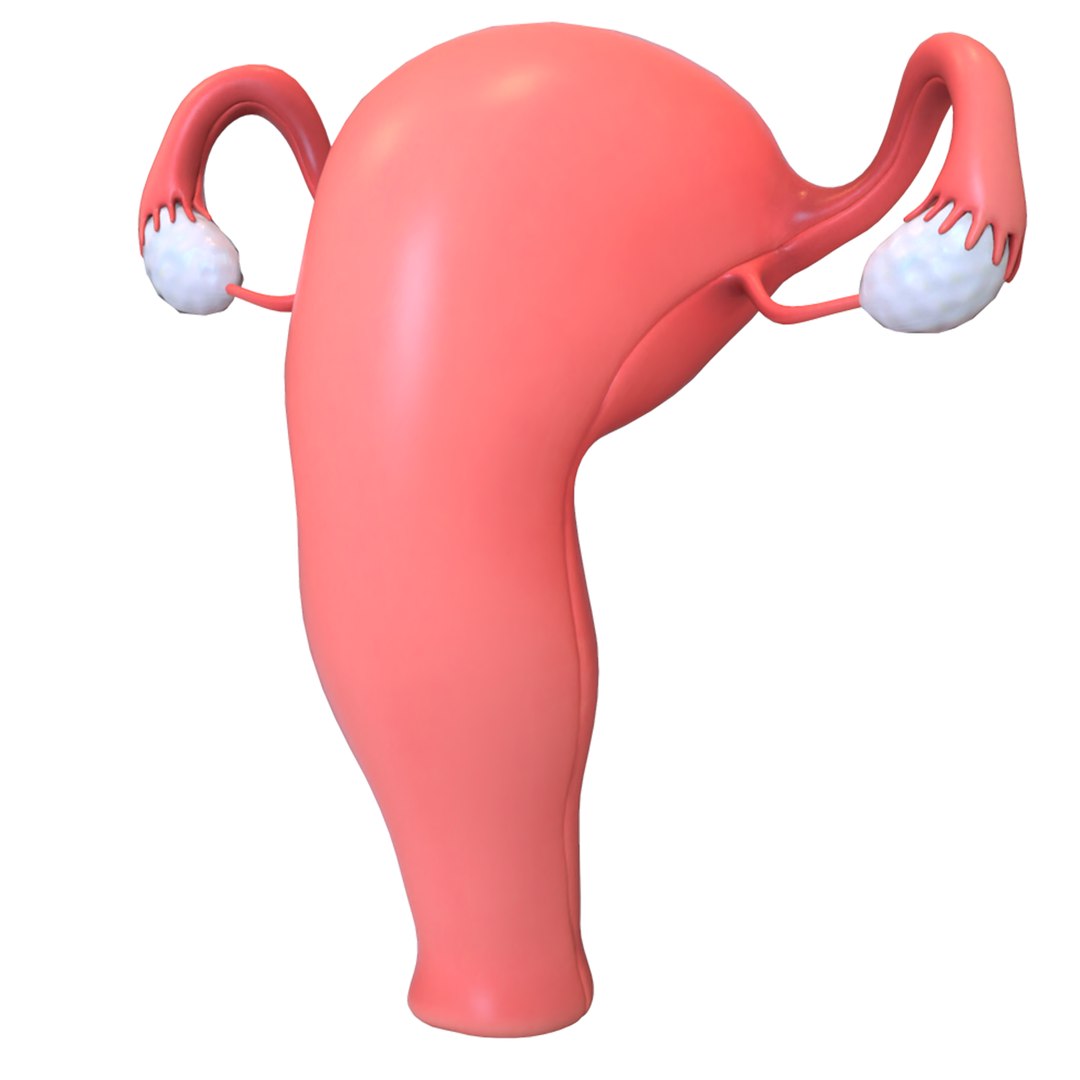 female reproductive 3D https://p.turbosquid.com/ts-thumb/L9/Ii3DVw/6bQHWGQ8/8/png/1590756020/1920x1080/fit_q87/01928f55ac05e744bb1ce1c7114c84b094081efb/8.jpg