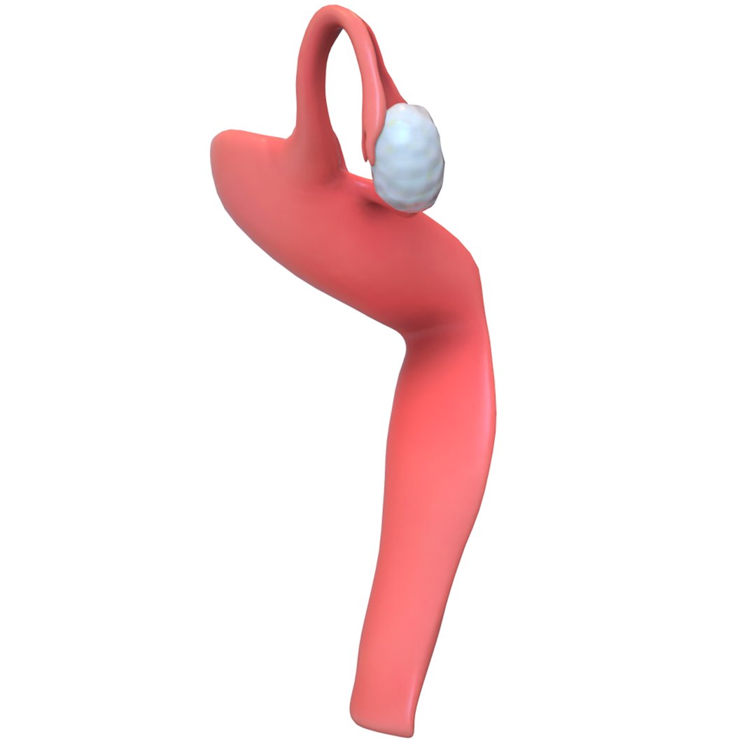 female reproductive 3D https://p.turbosquid.com/ts-thumb/L9/Ii3DVw/CuwzugBw/6/png/1590756020/1920x1080/fit_q87/3a9c9e0490b9aedfc967830db8b011538b49839f/6.jpg