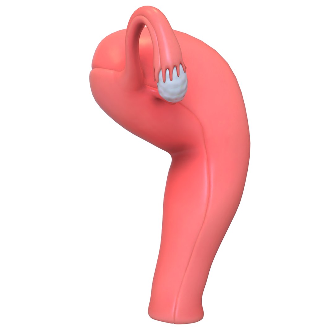 female reproductive 3D https://p.turbosquid.com/ts-thumb/L9/Ii3DVw/Jz6whaoI/5/png/1590756020/1920x1080/fit_q87/53816827040c6933275e1fe489fbfeab2478ea0a/5.jpg