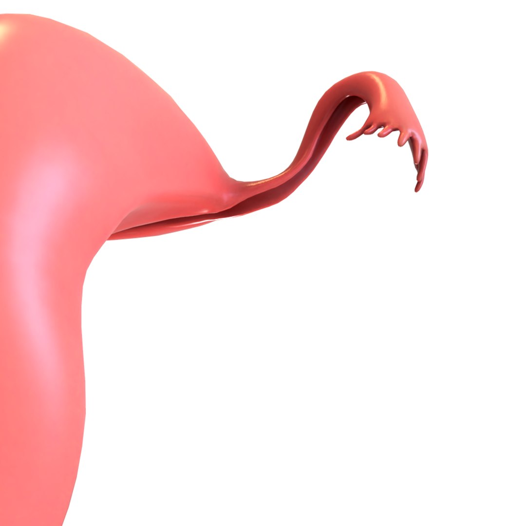 female reproductive 3D https://p.turbosquid.com/ts-thumb/L9/Ii3DVw/OZbhwBVh/12/png/1590756020/1920x1080/fit_q87/c1b4c3d522de09feaac57e286c121098e22d4789/12.jpg