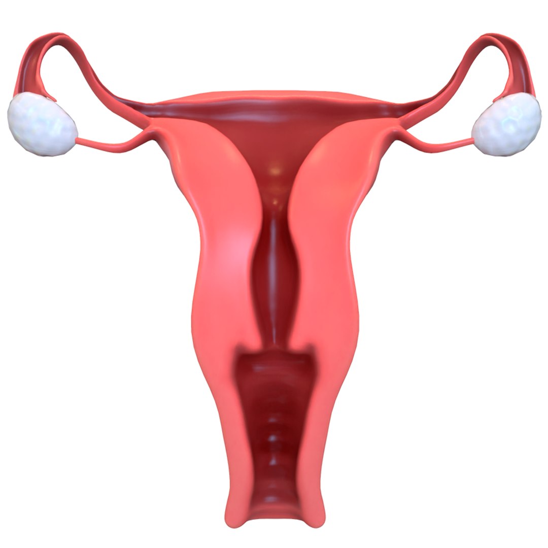 female reproductive 3D https://p.turbosquid.com/ts-thumb/L9/Ii3DVw/Vw59hhxm/3/png/1590756020/1920x1080/fit_q87/3da2ee7a6992c4aecded6f303fedb7fef354ade7/3.jpg