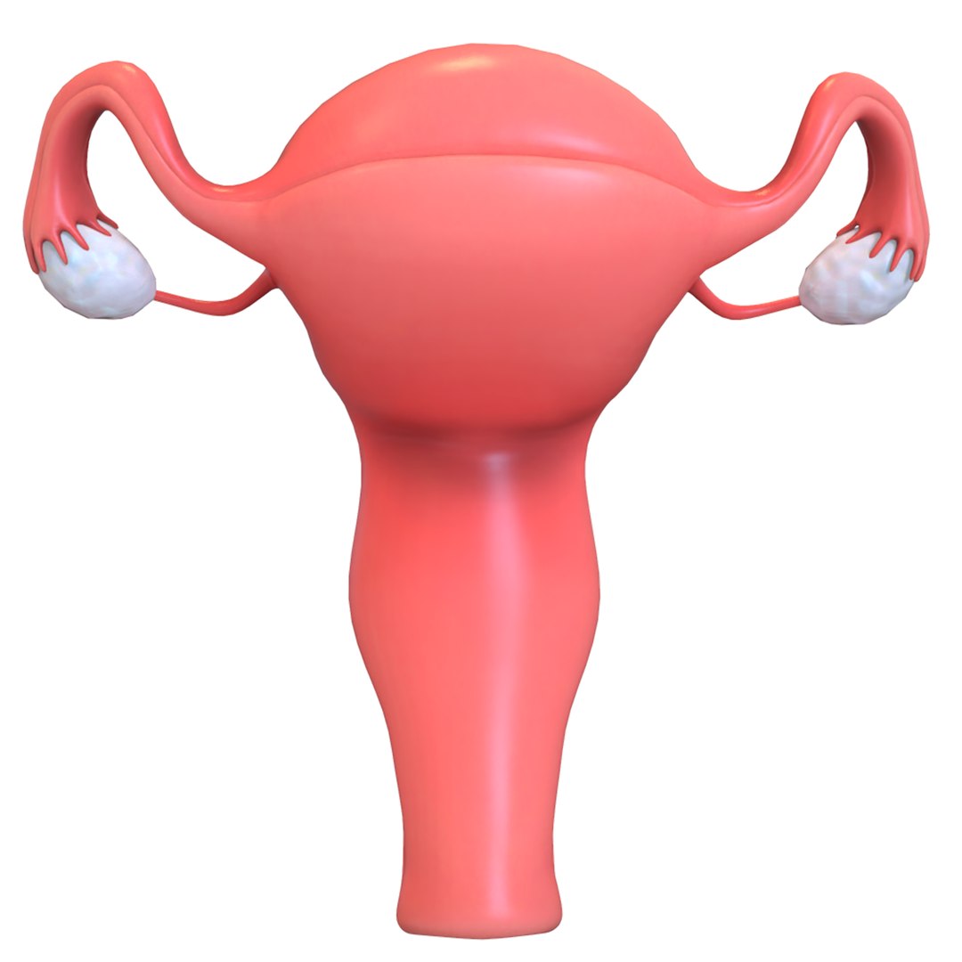 female reproductive 3D https://p.turbosquid.com/ts-thumb/L9/Ii3DVw/paosVWFx/2/png/1590756020/1920x1080/fit_q87/8a0d58c2c6f7526d7c961dcd4efc7fa3ec7c9eb9/2.jpg