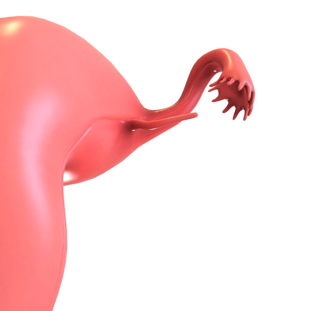 female reproductive 3D https://p.turbosquid.com/ts-thumb/L9/Ii3DVw/qk6Fkxus/11/png/1590756020/1920x1080/fit_q87/64a2daaad6250246942ad147bd07b44bdd061edc/11.jpg