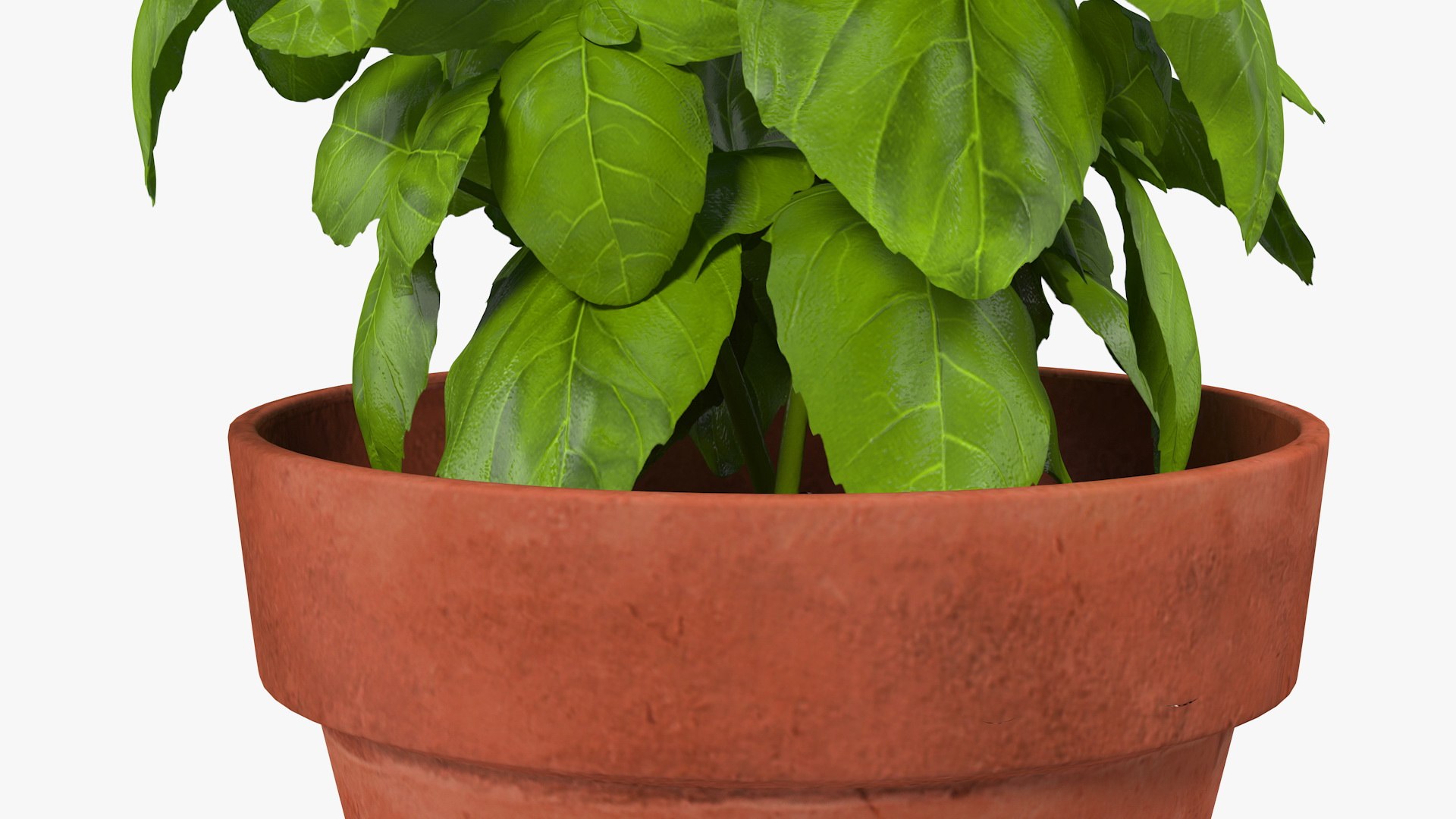 3D fresh basil herb pot model https://p.turbosquid.com/ts-thumb/L9/Mr1D3q/RIn1p2ZW/freshbasilherbinapotc4dmodel009/jpg/1583403913/1920x1080/fit_q87/c9e94c0fed3b8d1c8a6c7c72155f0e97a677a072/freshbasilherbinapotc4dmodel009.jpg