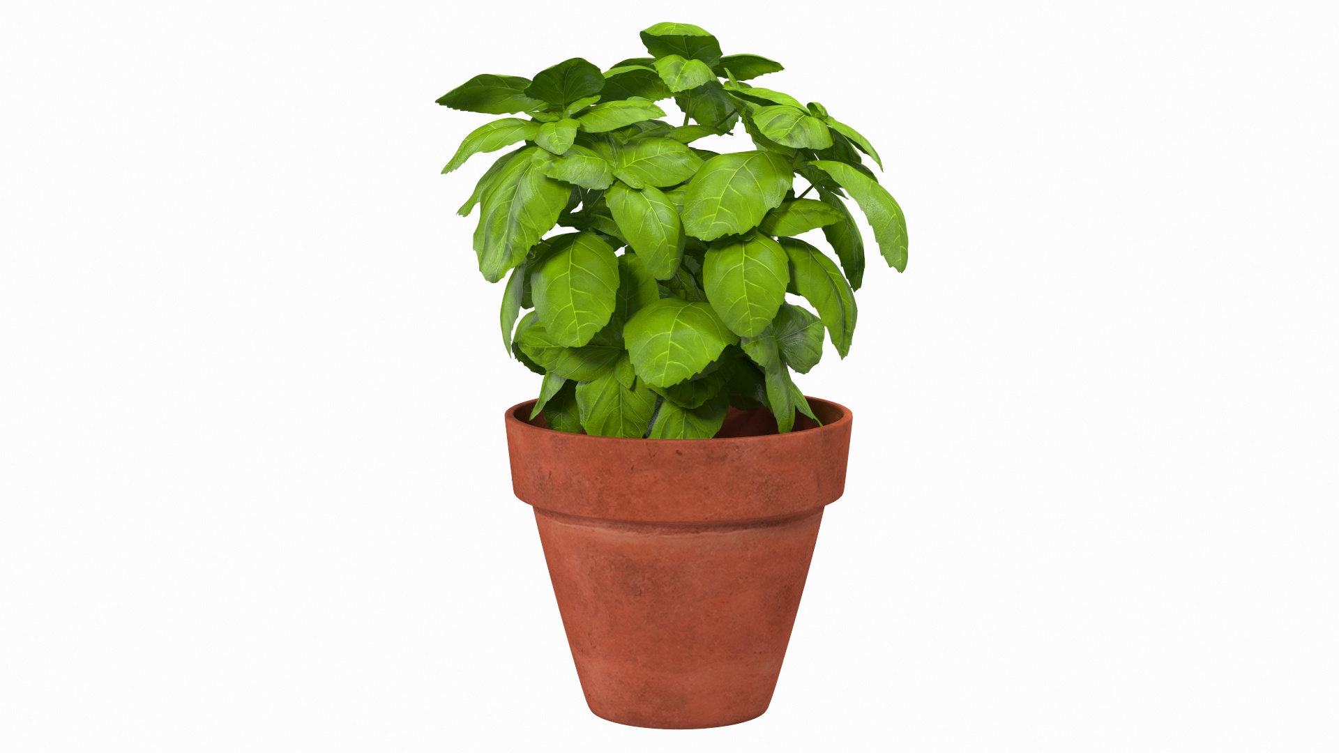 3D fresh basil herb pot model https://p.turbosquid.com/ts-thumb/L9/Mr1D3q/TVNmQqv3/fresh_basil_herb_in_a_pot_360/jpg/1583403339/1920x1080/turn_fit_q99/999c12d17dfbf962c9e2e0b83c0b43265d792aa1/fresh_basil_herb_in_a_pot_360-1.jpg