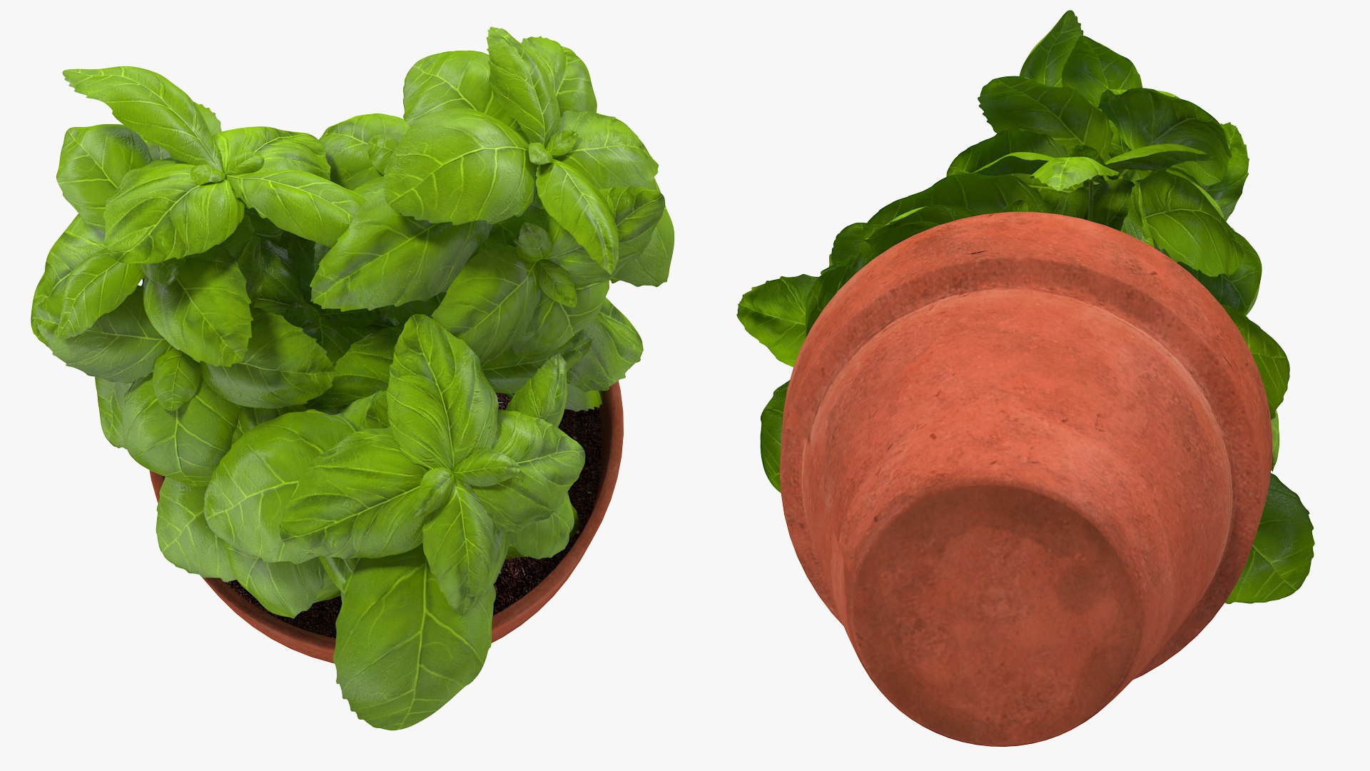 3D fresh basil herb pot model https://p.turbosquid.com/ts-thumb/L9/Mr1D3q/qbyiDdy8/freshbasilherbinapotc4dmodel008/jpg/1583403910/1920x1080/fit_q87/93a274d1d4638d529d480cc4f006d51e69e1ae80/freshbasilherbinapotc4dmodel008.jpg