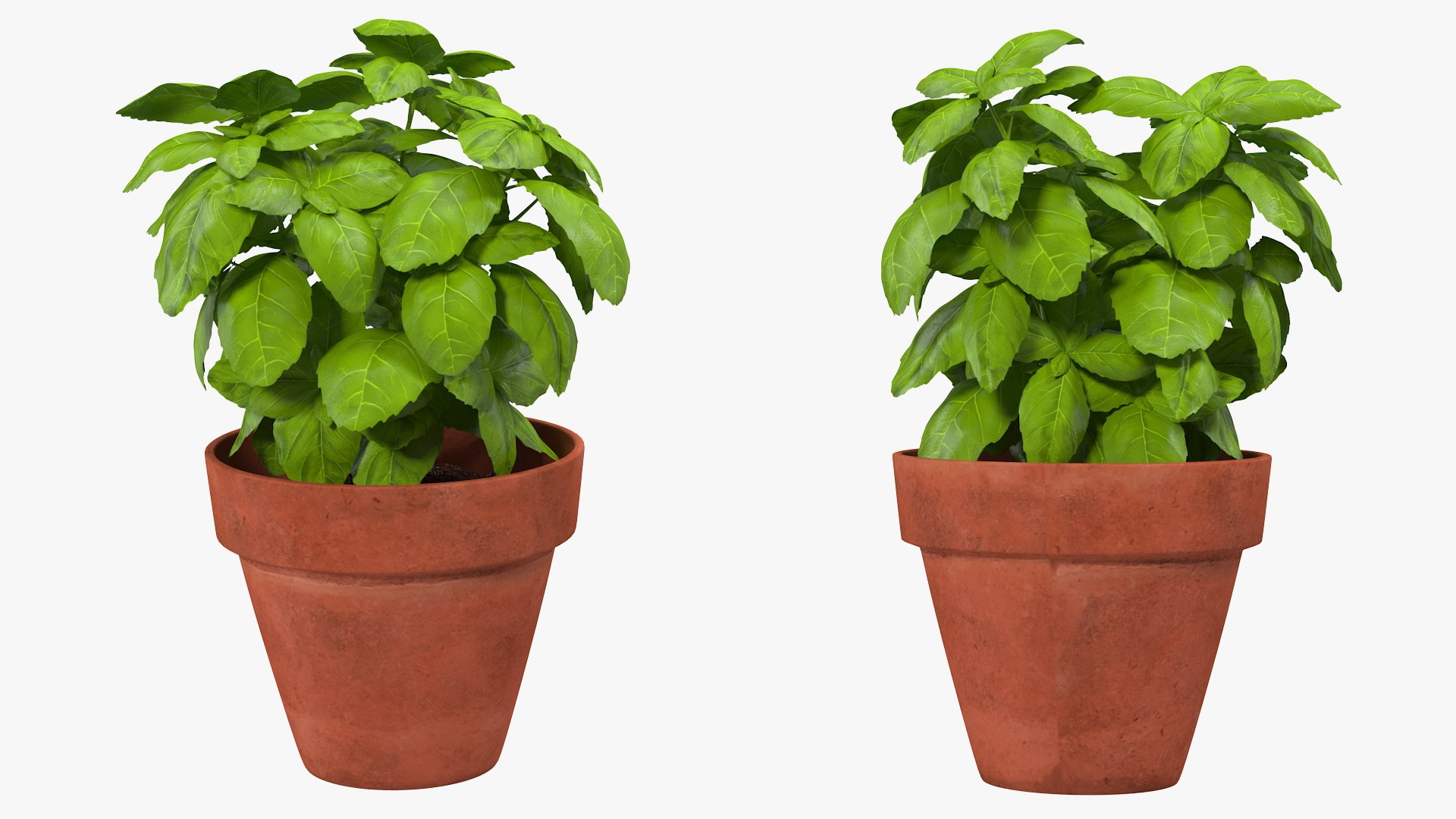 Fresh Basil Herb in a Pot 3D model preview
