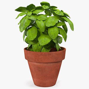 3D fresh basil herb pot model