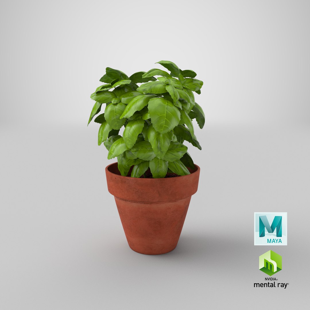 3D fresh basil herb pot model https://p.turbosquid.com/ts-thumb/L9/Mr1D3q/wi/stemcell_maya_mental_ray_render/png/1631361131/1920x1080/fit_q87/c8e16337cf0ba772a891b23e6aef3b23b386da28/stemcell_maya_mental_ray_render.jpg