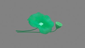 3D Cartoon lotus leaf and lotus seedpod