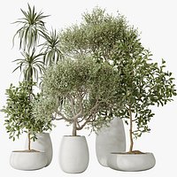 AV Indoor plants set 133 Wilsonii Chemlali Olive and Briful Pachira Aquatica and Warneckii Lemon Lim