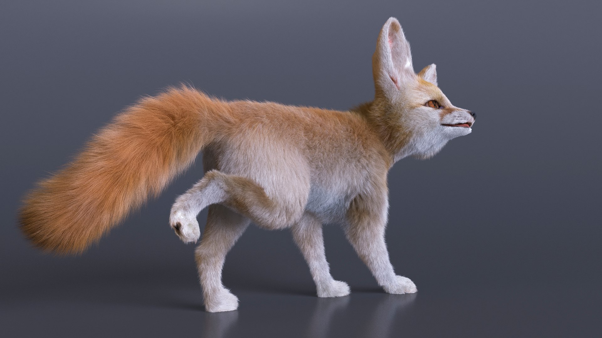 3D Desert Fox Fennec Fur Rigged - TurboSquid 2183345