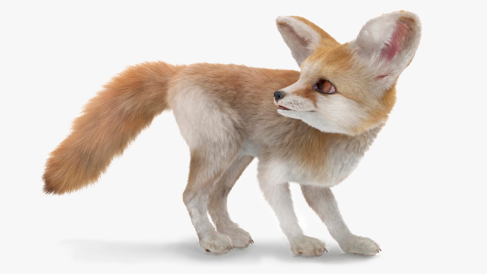 砂漠キツネのフェネックの毛皮を装備3Dモデル - TurboSquid 2183345