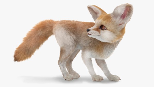 砂漠キツネのフェネックの毛皮を装備3Dモデル - TurboSquid 2183345