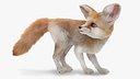 Desert Fox Fennec Fur Rigged