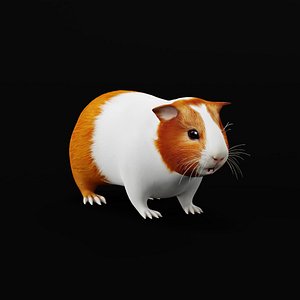 American Guinea Pig
