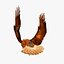 golden eagle flapping wings c4d