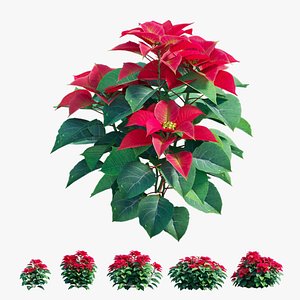 Poinsettia plant 03 3D model