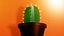 Ornamental Cactus Plants