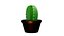 Ornamental Cactus Plants