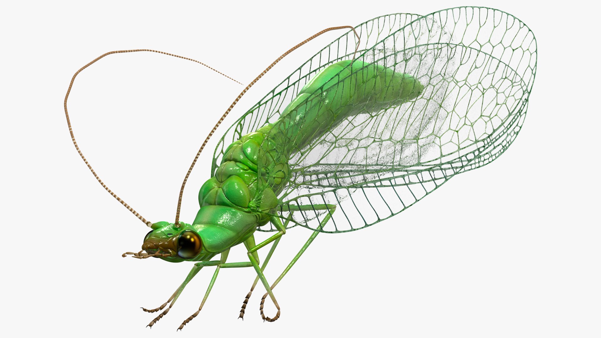 Green Lacewings - Organic Control, Inc.