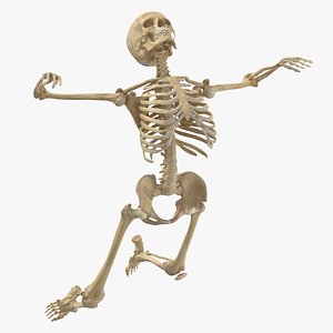 real human female skeleton 3D model
