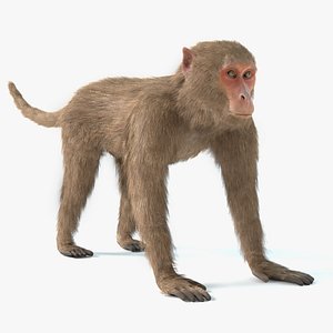 rhesus monkey 3D