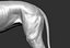3D wolf zbrush