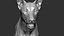 3D wolf zbrush