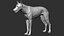 3D wolf zbrush