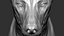 3D wolf zbrush