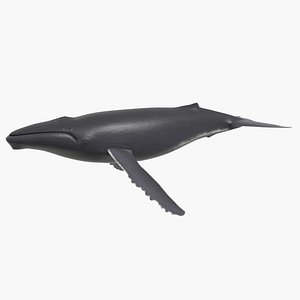 3d model humpback whale zatou