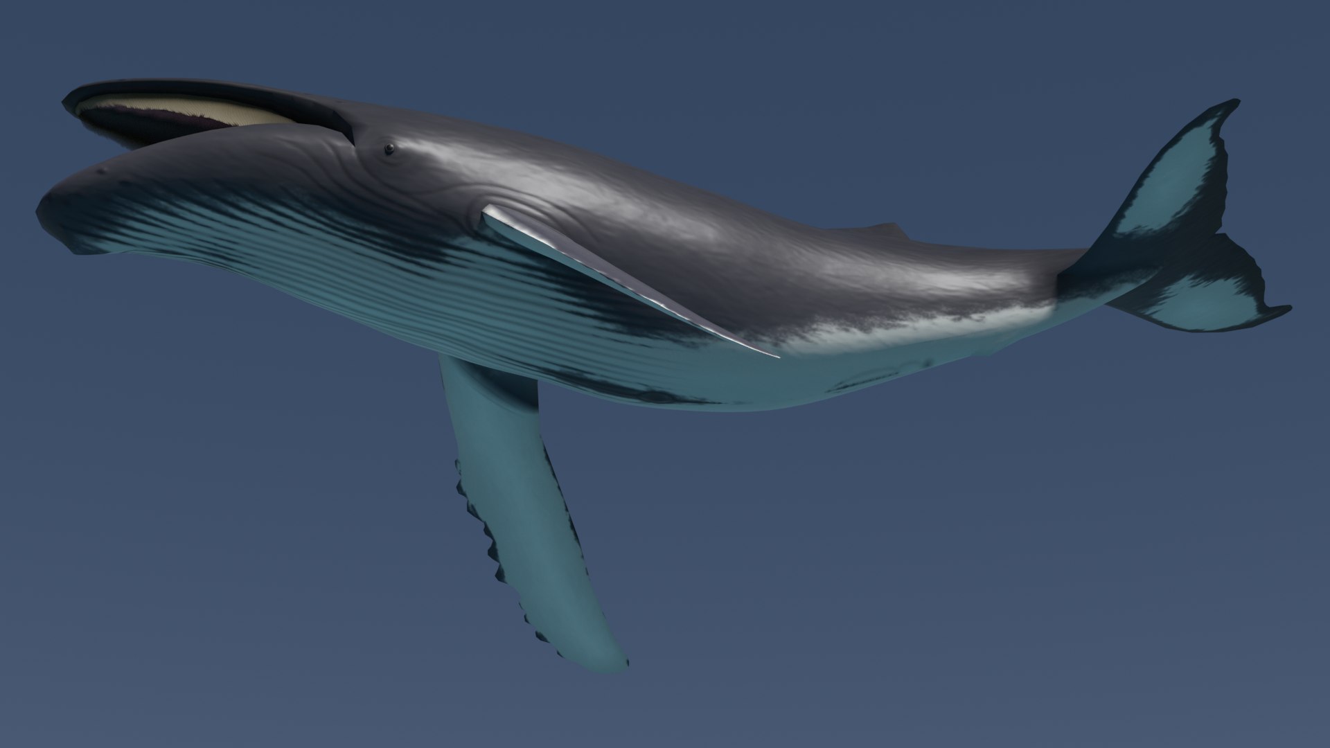 3d Model Humpback Whale Zatou