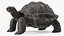 Giant Tortoise Stand Pose 3D model