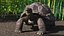Giant Tortoise Stand Pose 3D model