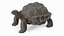 Giant Tortoise Stand Pose 3D model