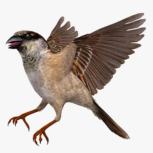 house sparrow passer domesticus 3d obj