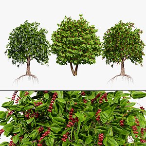 Realistic Coffee Plant 3D Model 3D model