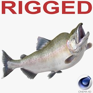 c4d pink salmon rigged