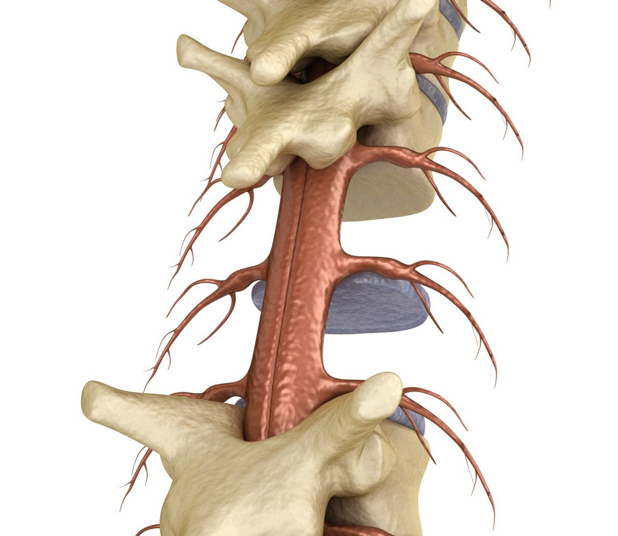 3d Human Spine Spinal Cord Model