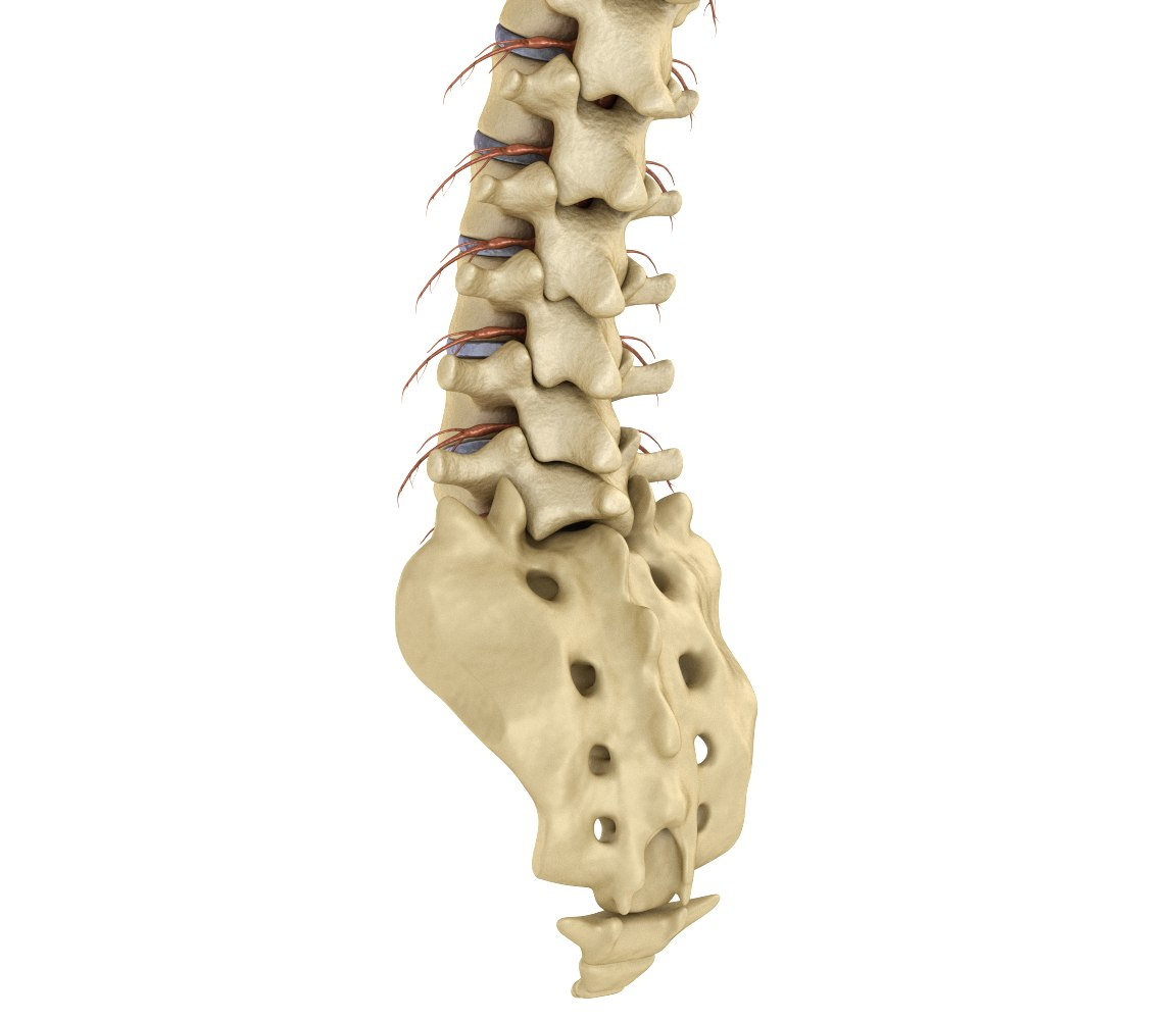 Produktbild von Menschliches Wirbelsäulenmodell 85 Cm – Mit Rückenmark, Anatomie-Modell Für Lehre & Studium