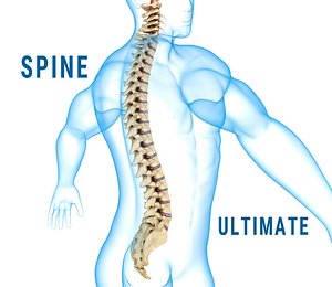 Human Spine with spinal cord and body