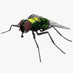 House Fly Fur