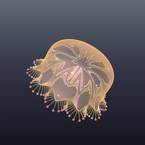 jellyfish