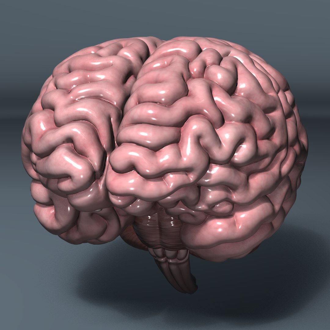 3d Model Human Brain