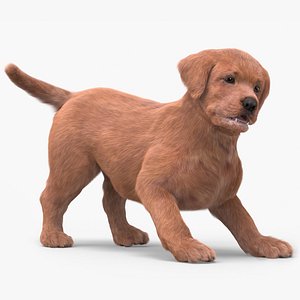Brown Labrador Retriever Puppy Fur Rigged