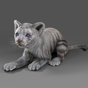 Fur White Tiger Cub Rigged and Animated in Blender