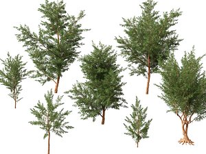 3D HighPolyLowPoly Casuarina equisetifolia - Australian pine tree model